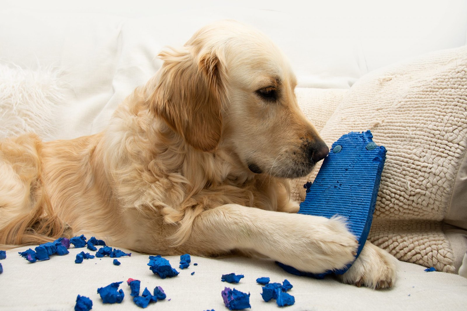 Golden Retriever Destroying Shoes