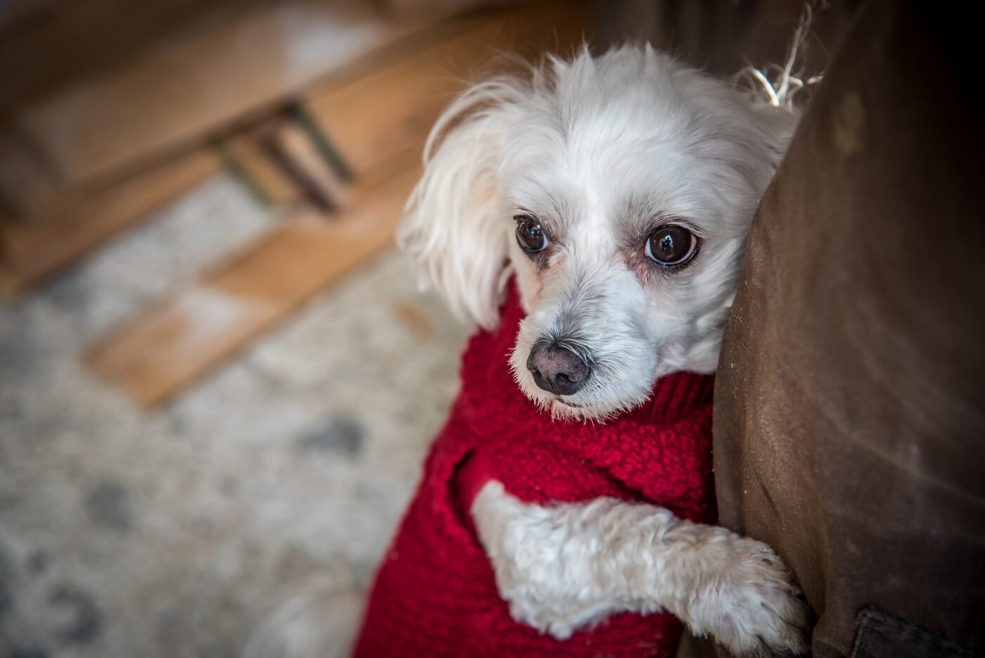 Scared Maltese in sweaters