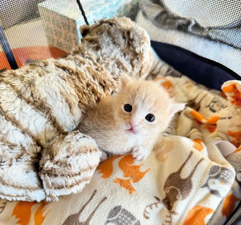 little cream kitten snuggles