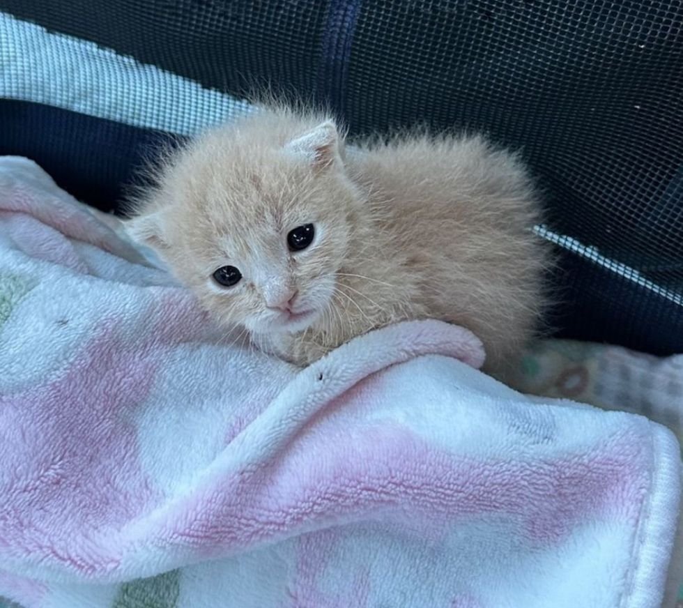 little ginger cream kitten