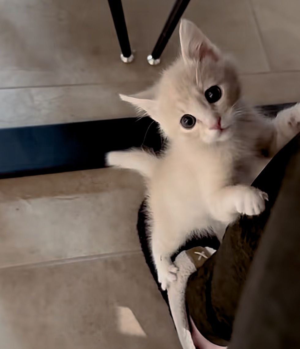 kitten climbing