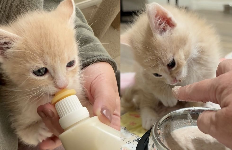 cream kitten bottle eat