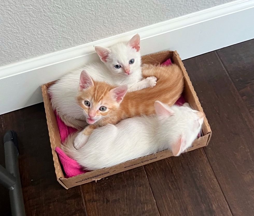 kittens cozy box