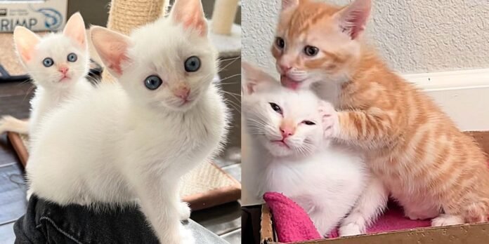 Twin kittens get a fresh start welcome another cat into their crew, leading to the sweetest bond

