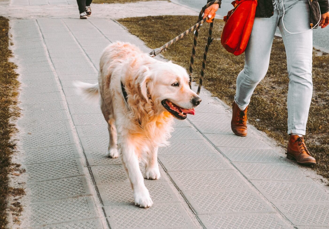 Golden Retriever walk