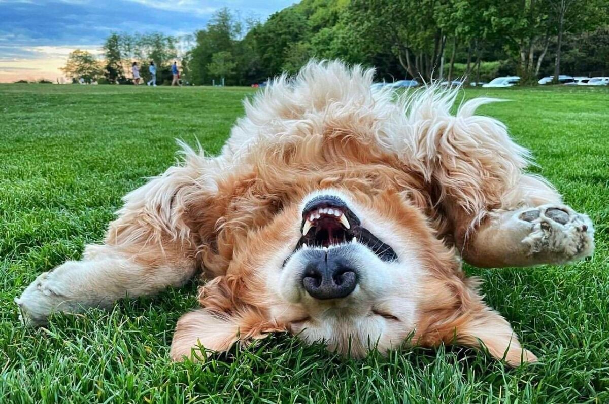 Dog rolls in the grass