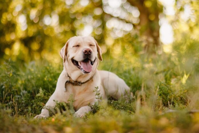 15 Ways Dogs Teach Us to Embrace Life's Simple Pleasures

