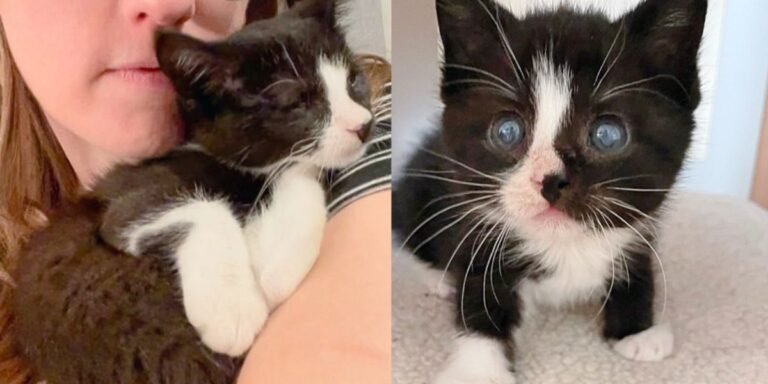 Person steps in to help kitten born in animal shelter, now young cat blossoms in ways no one imagined

