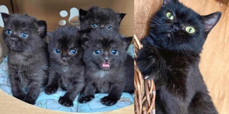 They helped the cat but didn't know they would also save 4 kittens who would grow into the cutest little shadows

