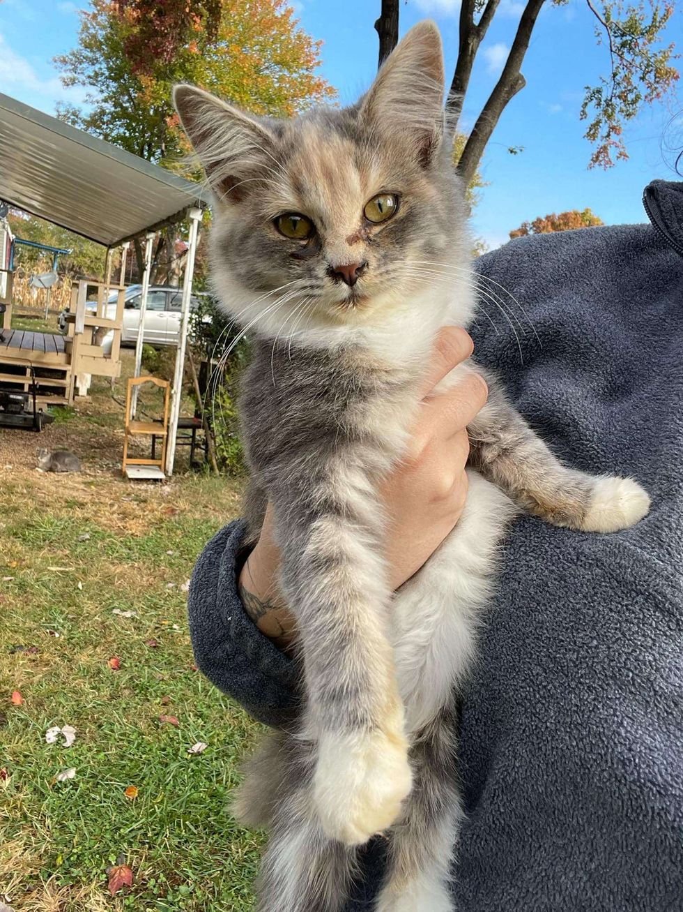 fluffy diluted calico kitten