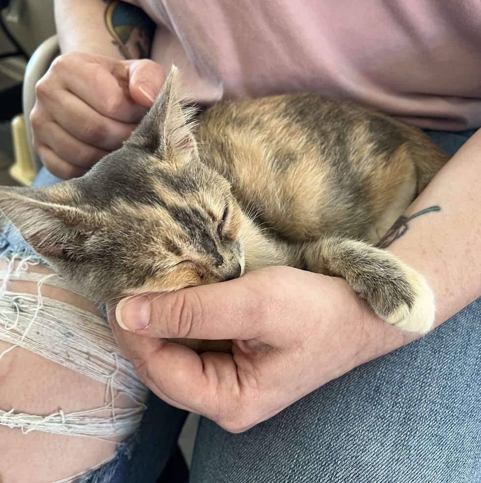 cuddly calico kitten