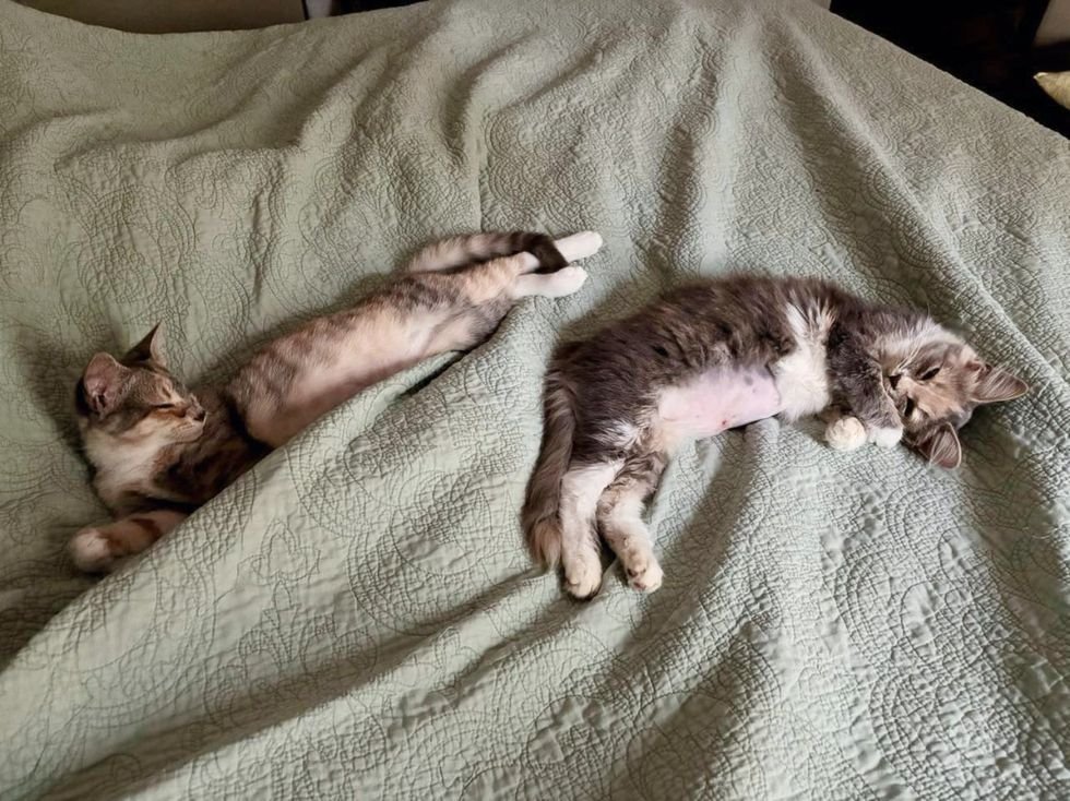 calico kittens sleeping