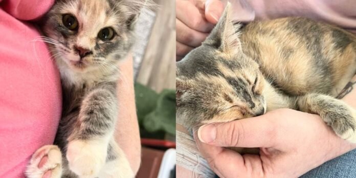 Rescuer gets a stray kitten off the street and returns for another cat, her sister, cut from the same cloth

