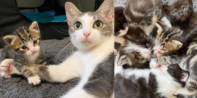 The cat is freed from the crate by the Kind Stranger, just in time to change her kittens' lives forever

