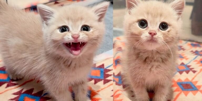 Kitten begins to 'roar' with affection when the kind person lets him in, excited for what's to come

