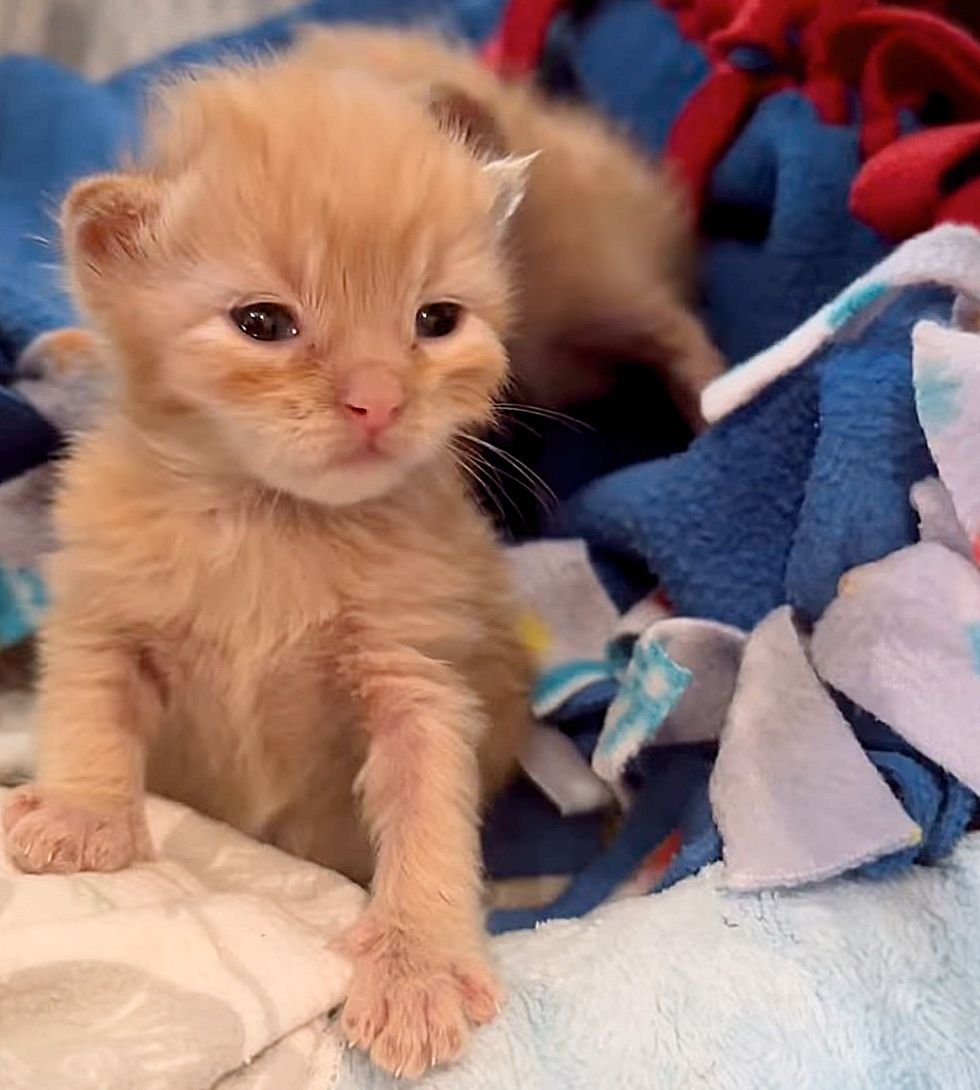 cute ginger kitten