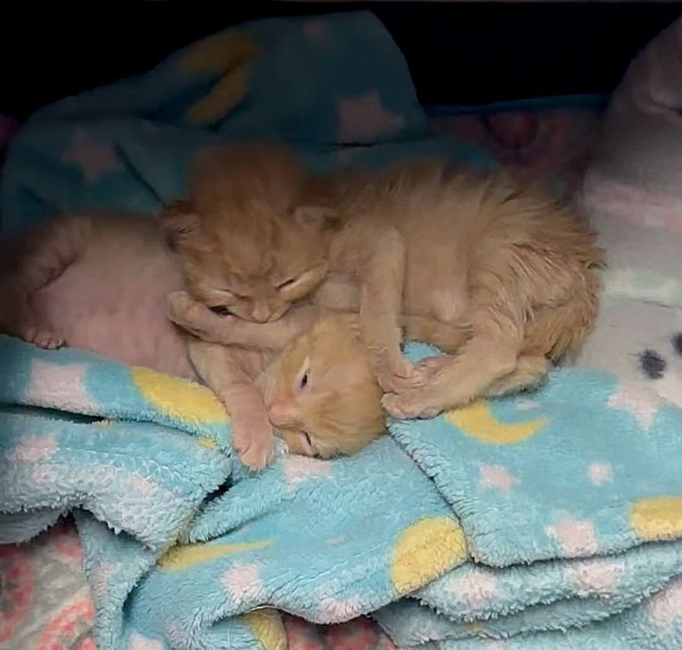 fluffy ginger kittens