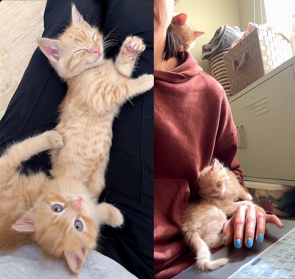 cozy sleepy ginger kittens