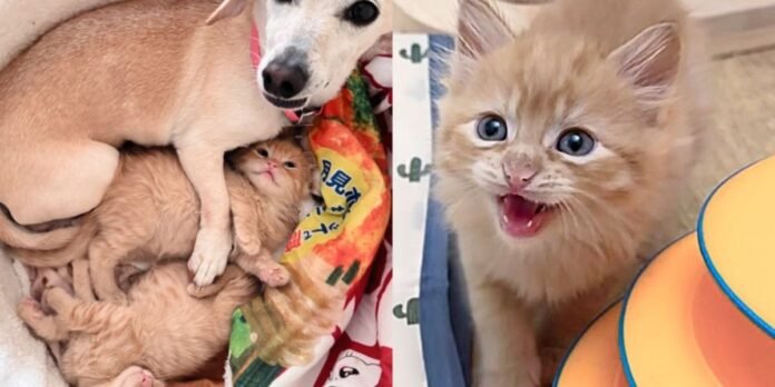 Kittens brought in 2 weeks old for a fresh start, now have so much energy that they even impress the family dog

