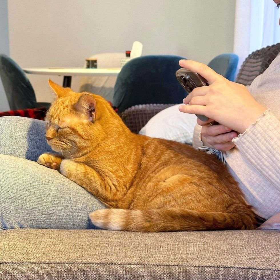 tabby cat snuggles on your lap