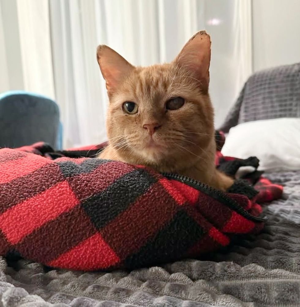 cute orange tabby cat blanket