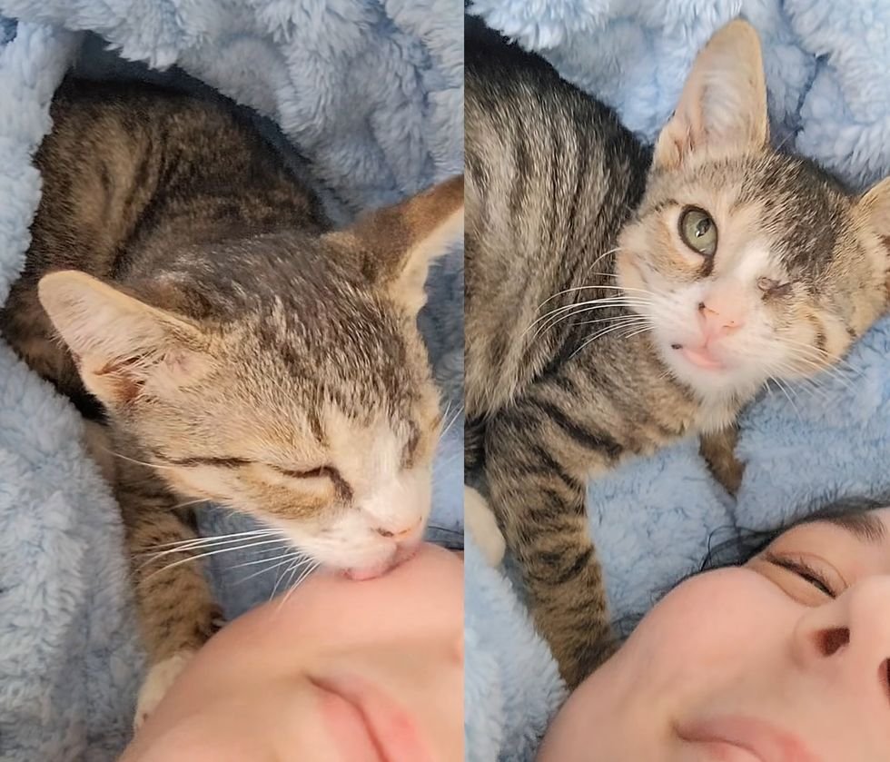 kitten wash face cute