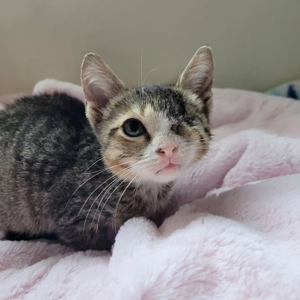 one-eyed kitten chip