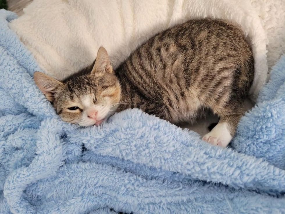 cozy kitten blankets