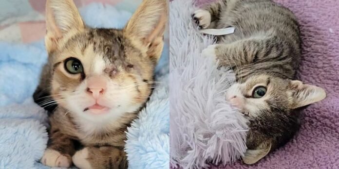 Woman took in kitten who had been in shelter for days and watched him regain his spark

