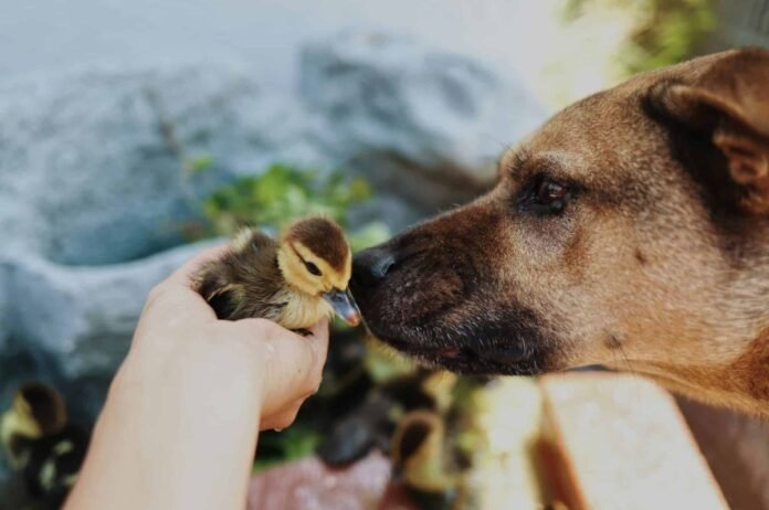 13 reasons why dogs embody pure love and affection

