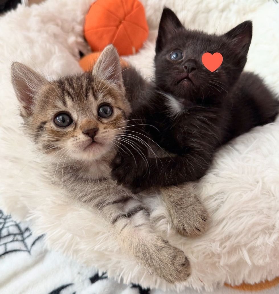 cute kittens friends