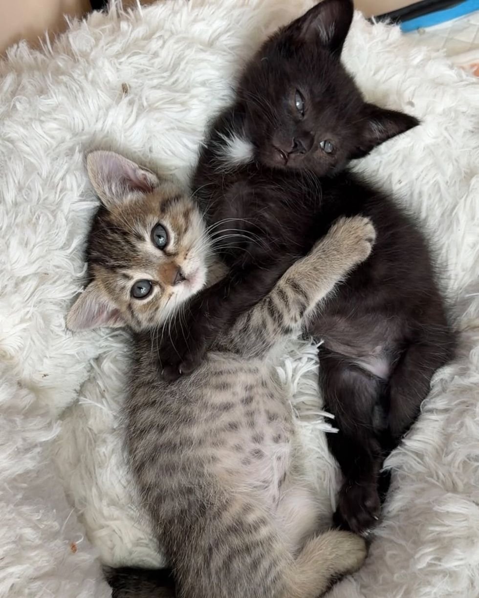 cute kittens best friends