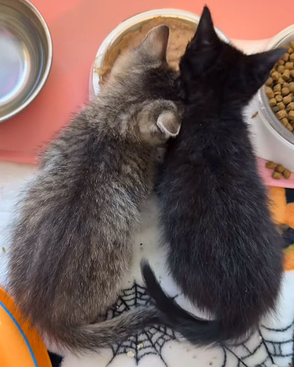 kittens friends eat together