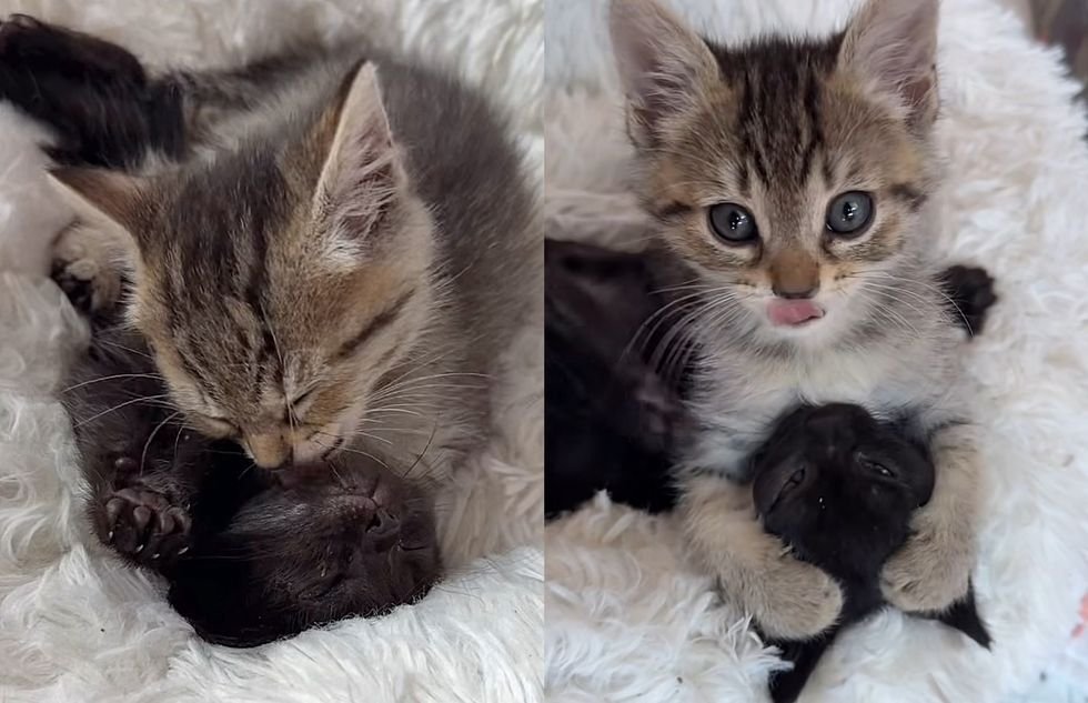 tabby kitten washing face