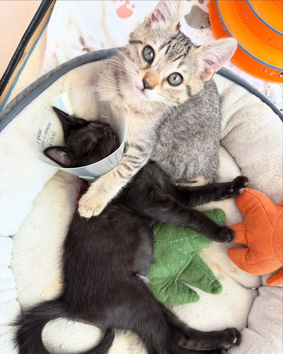 kittens cuddle inseparable