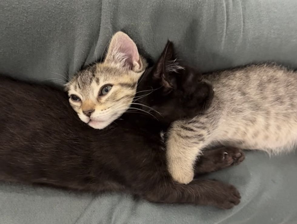 kittens snuggle best friends