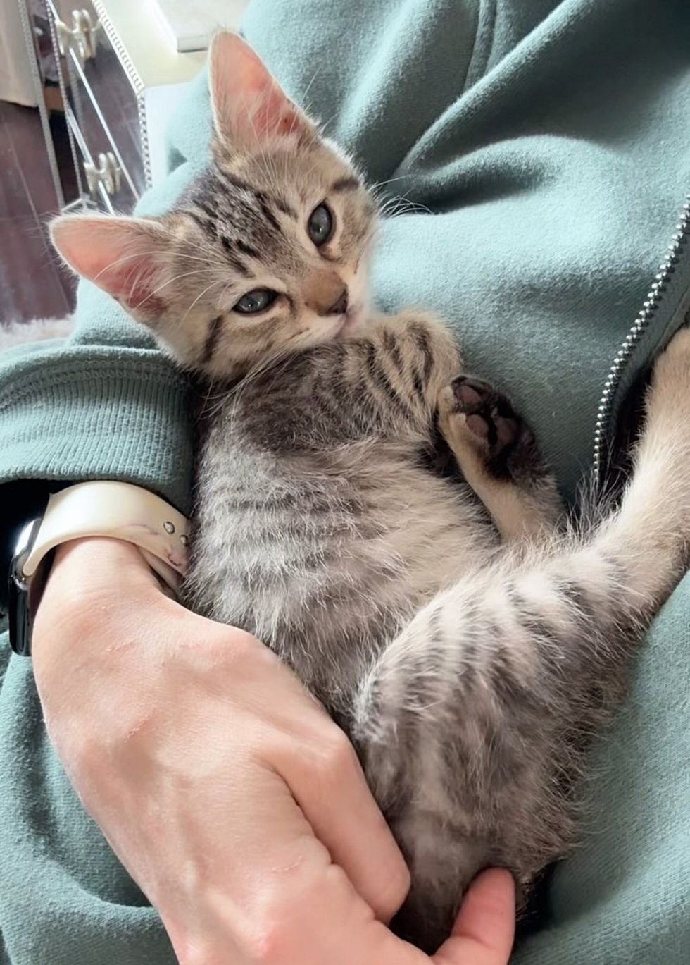 cute loving tabby kitten