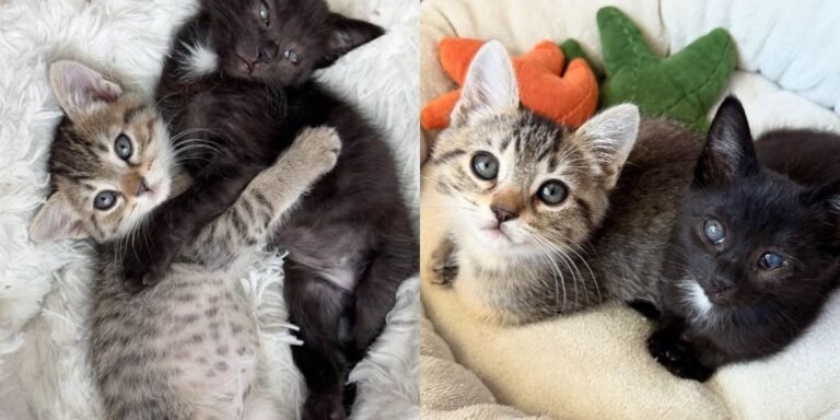 Family opens their home to house kittens and quickly notices how much they depend on each other

