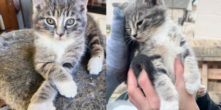 For several days the kitten hides among a pile of logs, people show up, determined to change his world

