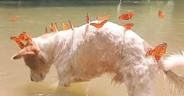 Dog swarmed by monarch butterflies on every hike

