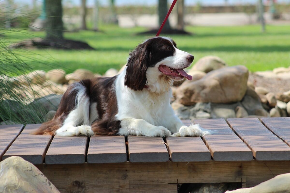 best dog food tops for English Springer Spaniels