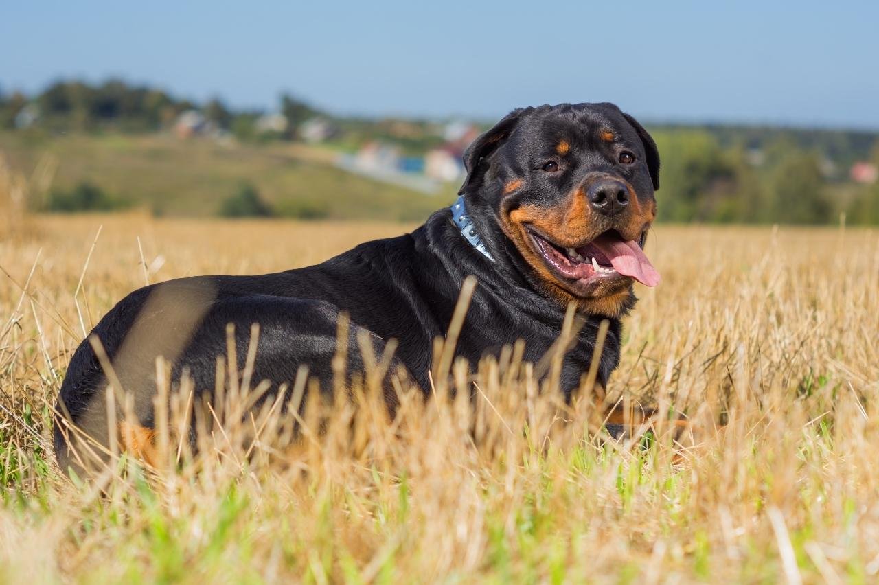 best dog food for rottweilers