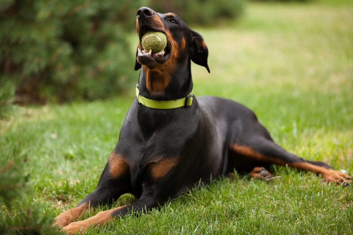 Doberman Pinscher chews tennis ball