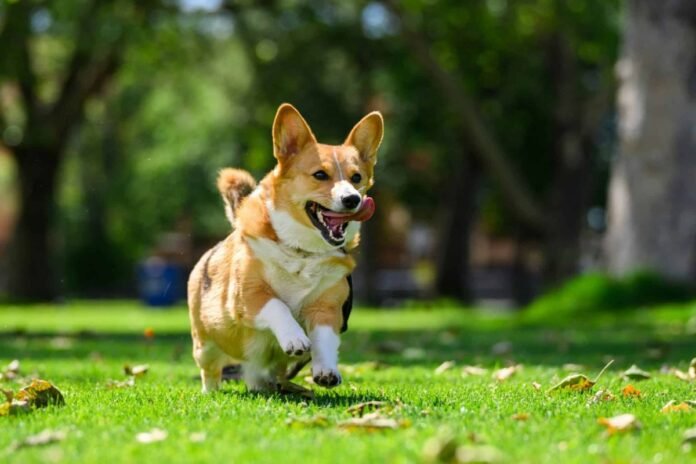 15 smartest dog breeds that make training surprisingly easy

