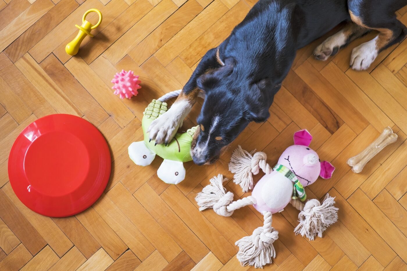 Options for dog chew toys