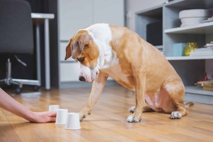 11 creative indoor activities to keep your dog entertained and happy

