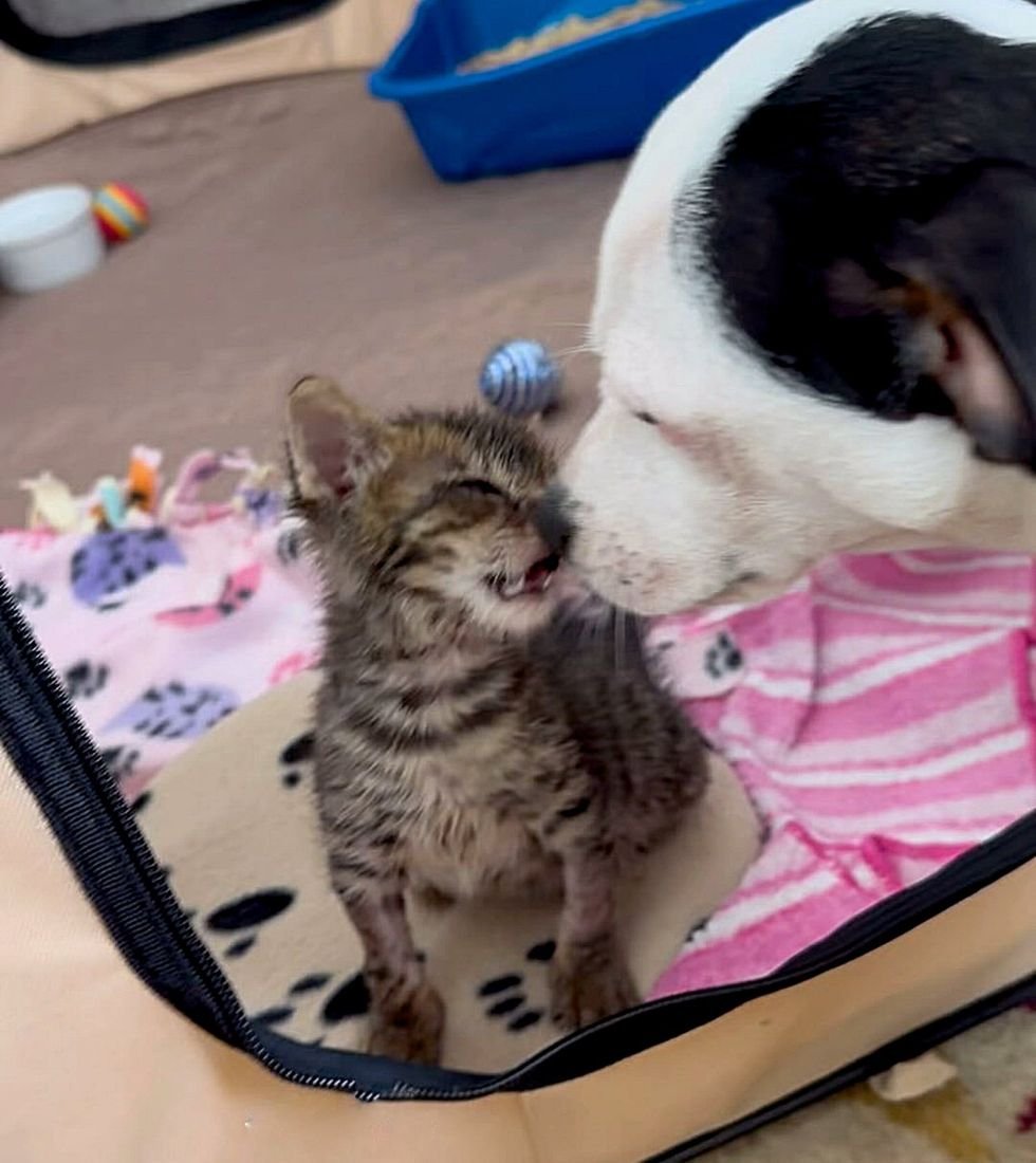 kitten dog nose sniffs