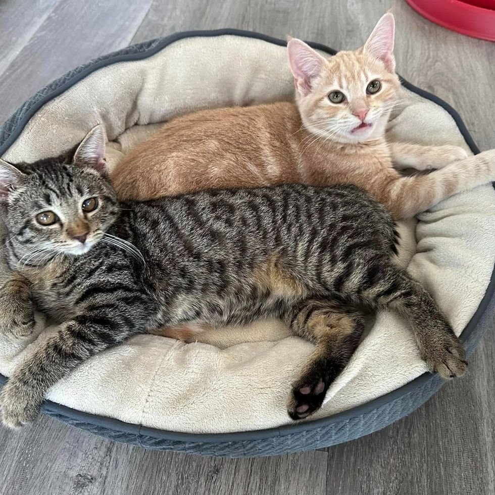 cozy cat friends bed