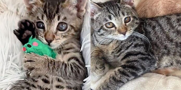 Kitten brought back to life and now she can see her once cloudy world is filled with light

