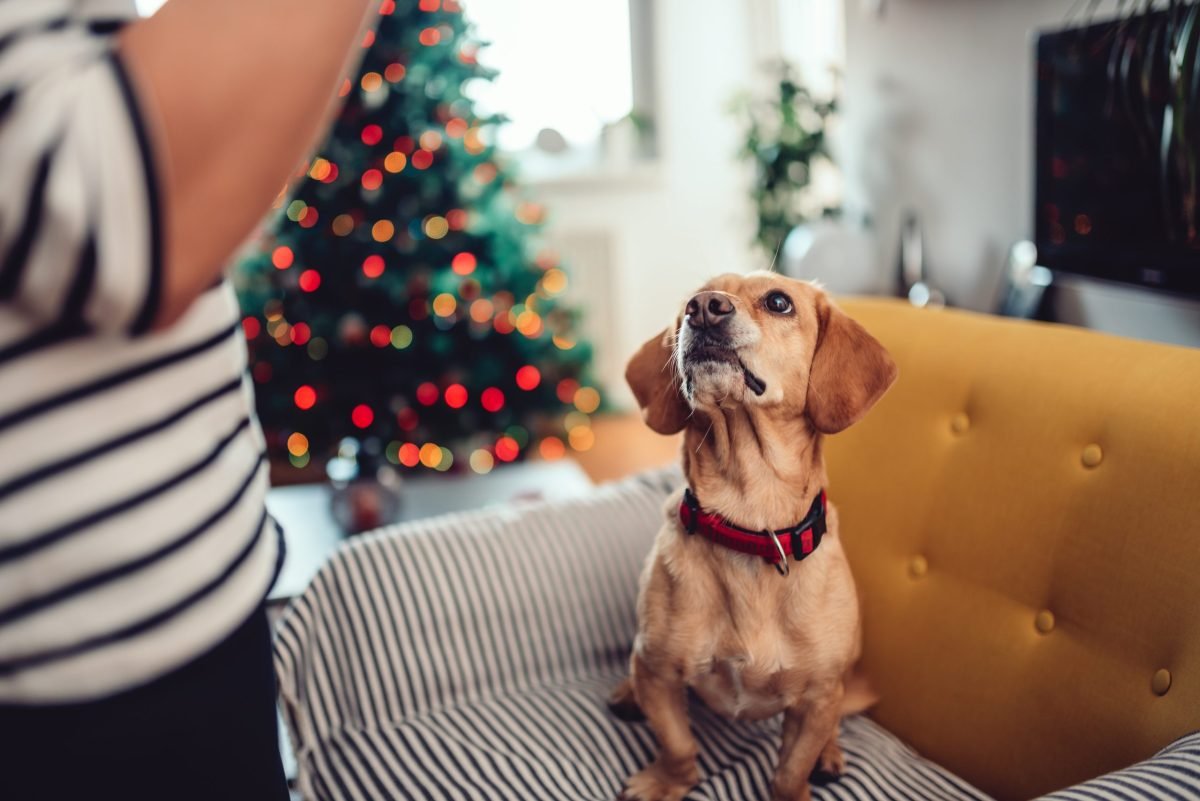 Dog waiting for Christmas treats